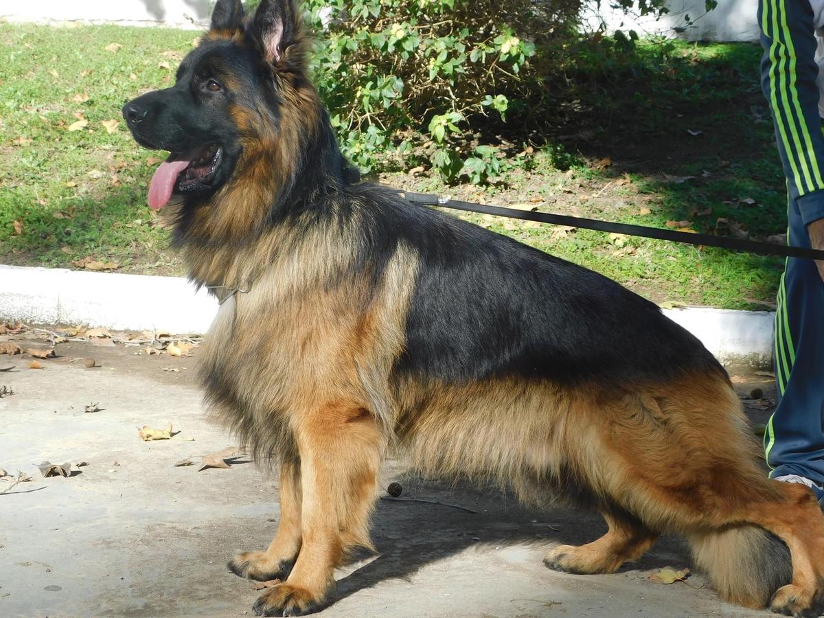 german shepherd double bone