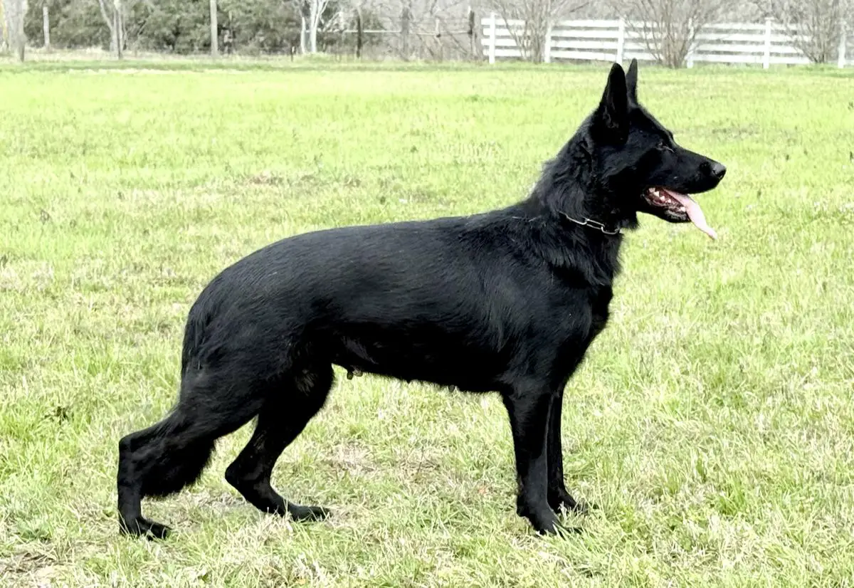 Evie von Sentinelharts