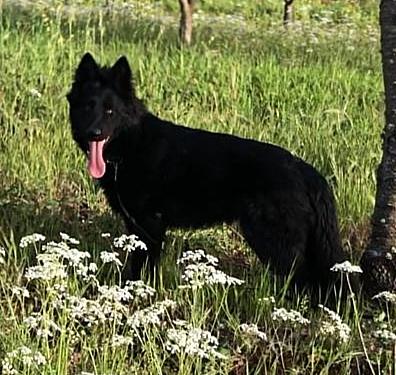 WOLF DAWSON STRAIT