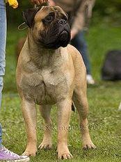 Tizervi Ballivar Dlja Marvellous Lion