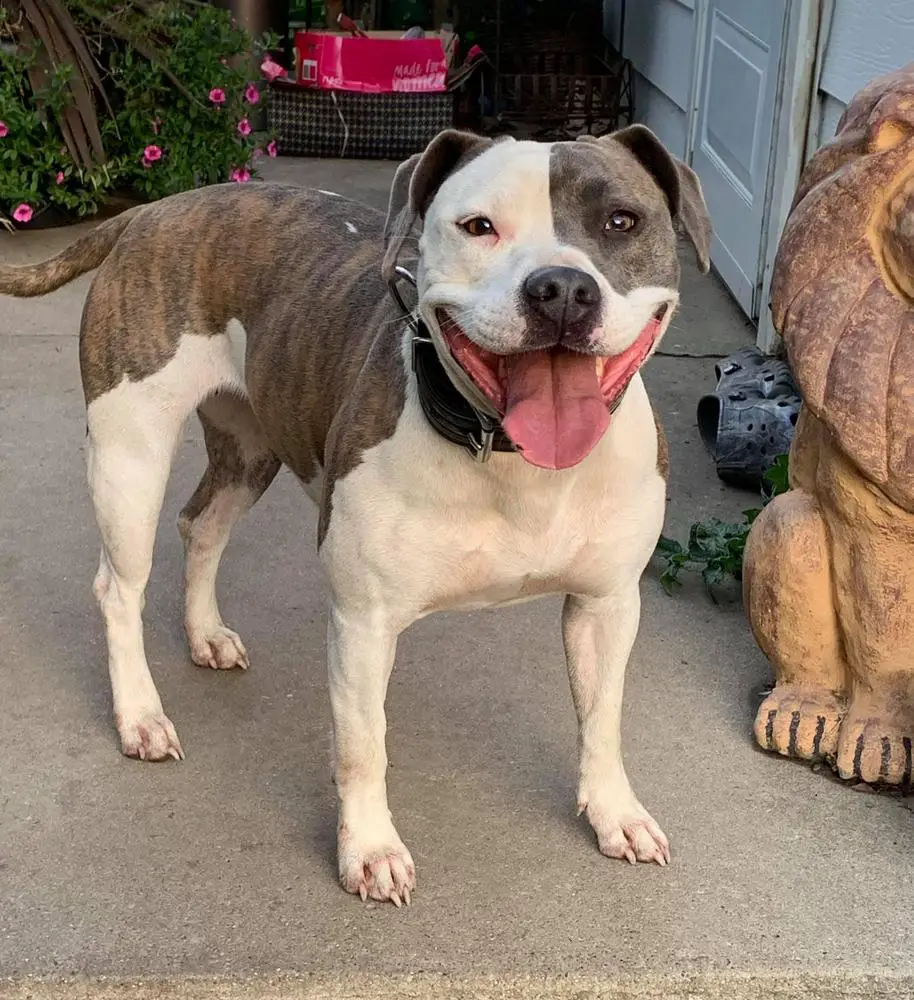 Casanova's Luna Bear