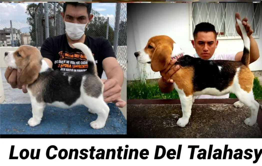 Lou Constantine del Talahasy