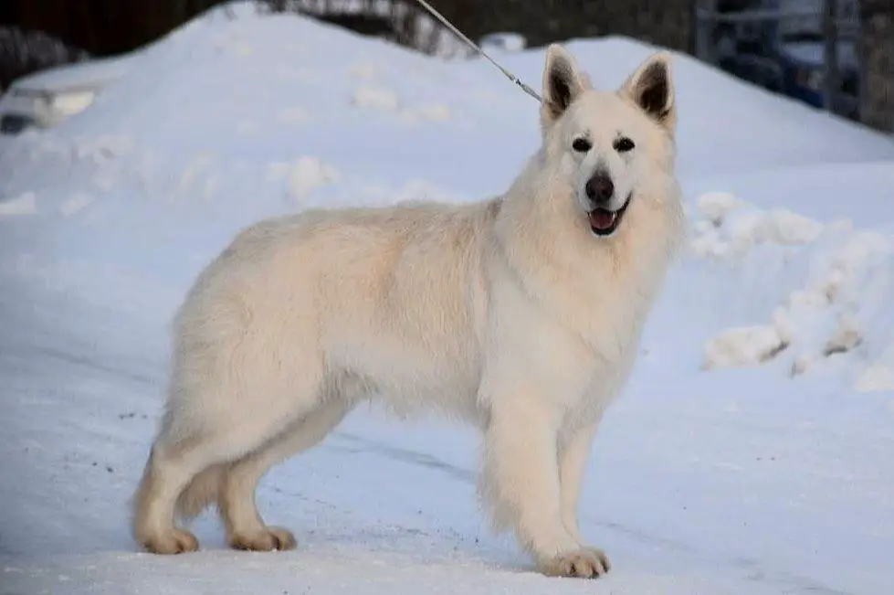 Sibirskoe Solnce Hyugo