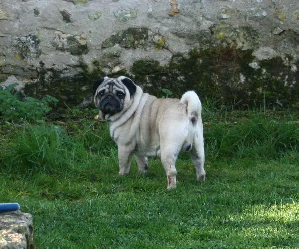 Gulliver de la bacska