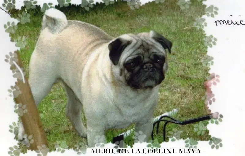 Meric de la colline maya