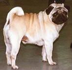 gus de socrettaz
