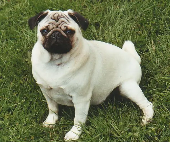 sherley de la bacska