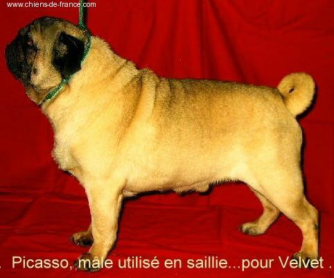 picassot des canailloux