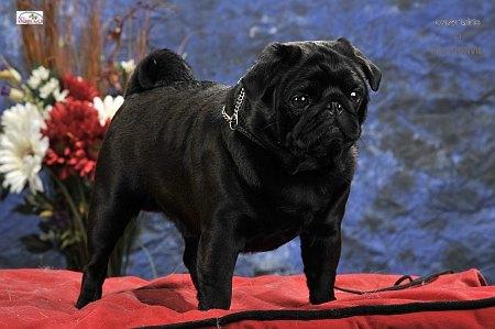 diamond black du castel des armandia