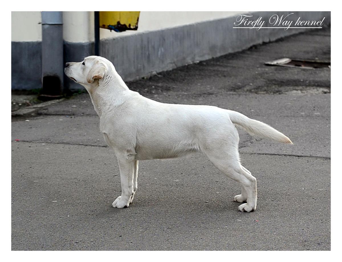 FIREFLY WAY DUCHESS DORRY