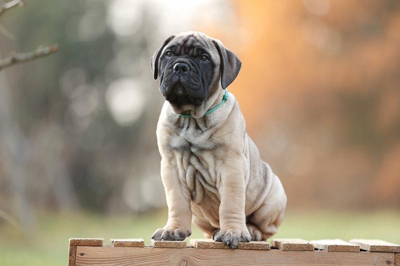 HECTOR BullyBears