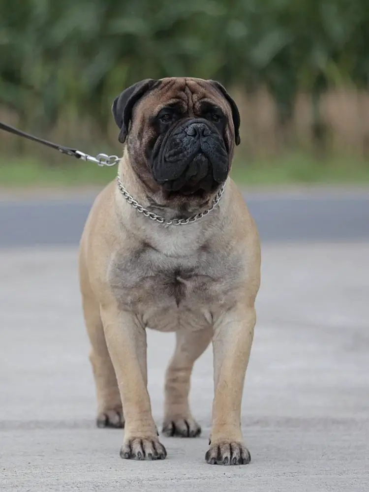 Honey Dynasty CARAT for Cani Felici