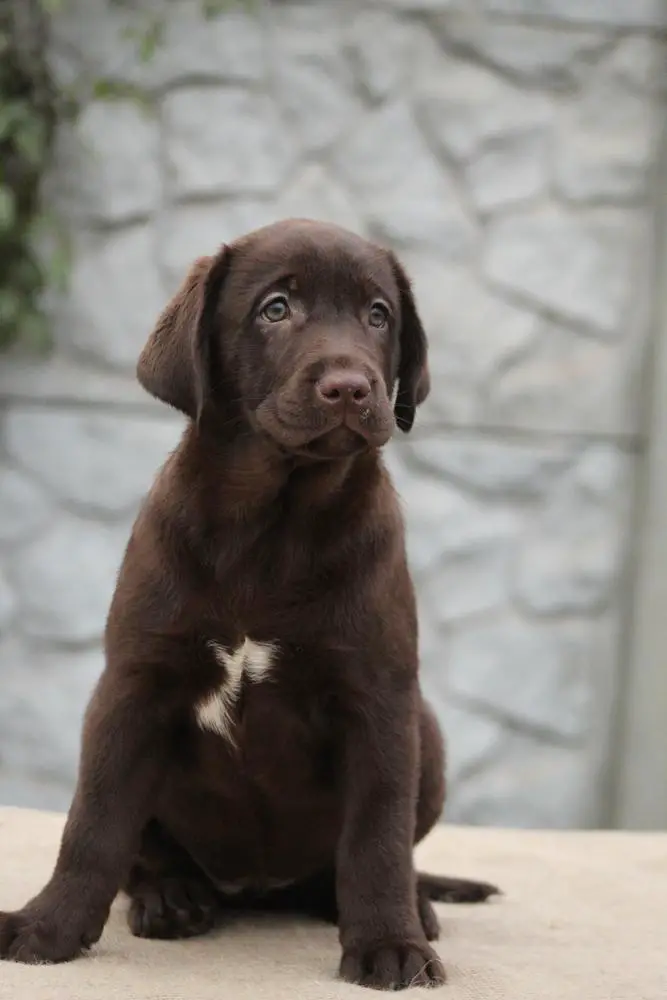 Dulcinea Daisy Hata