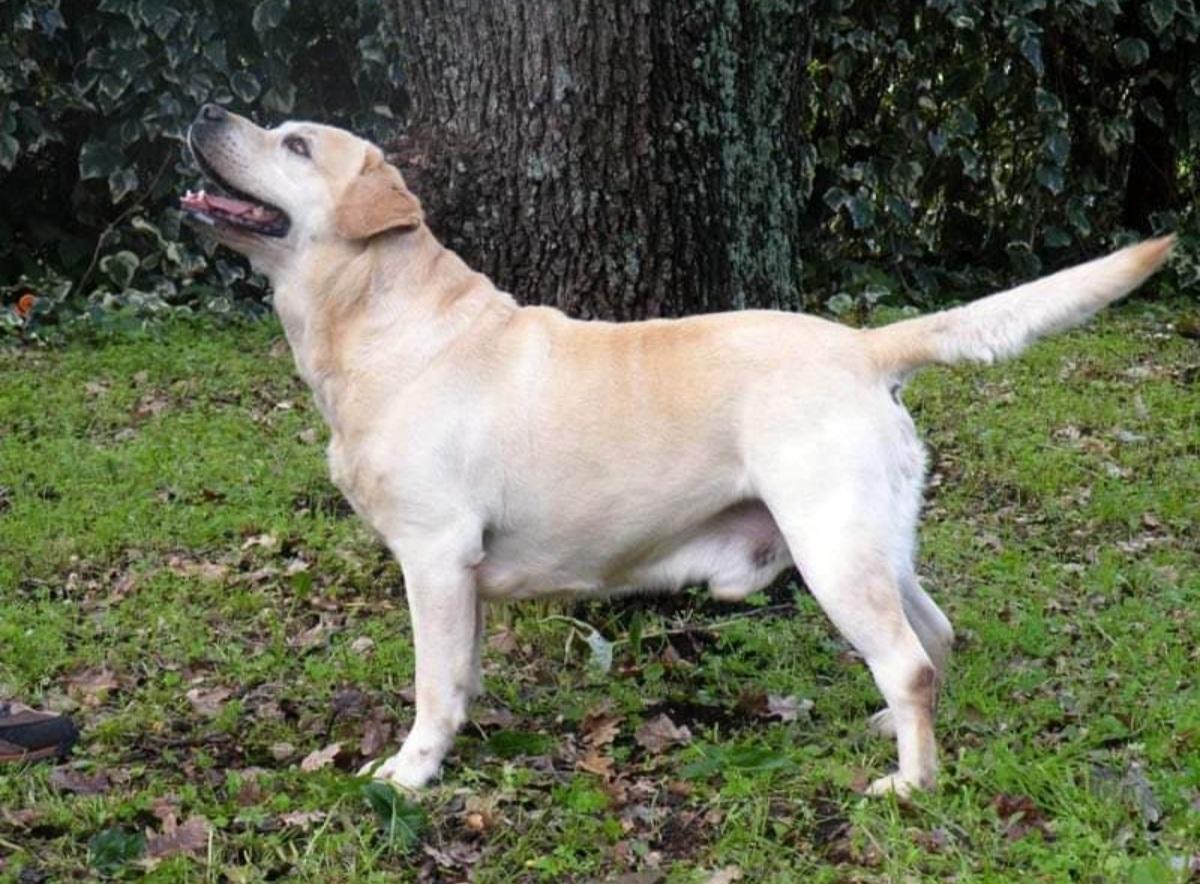 GOLDENSHADOW LO05132485