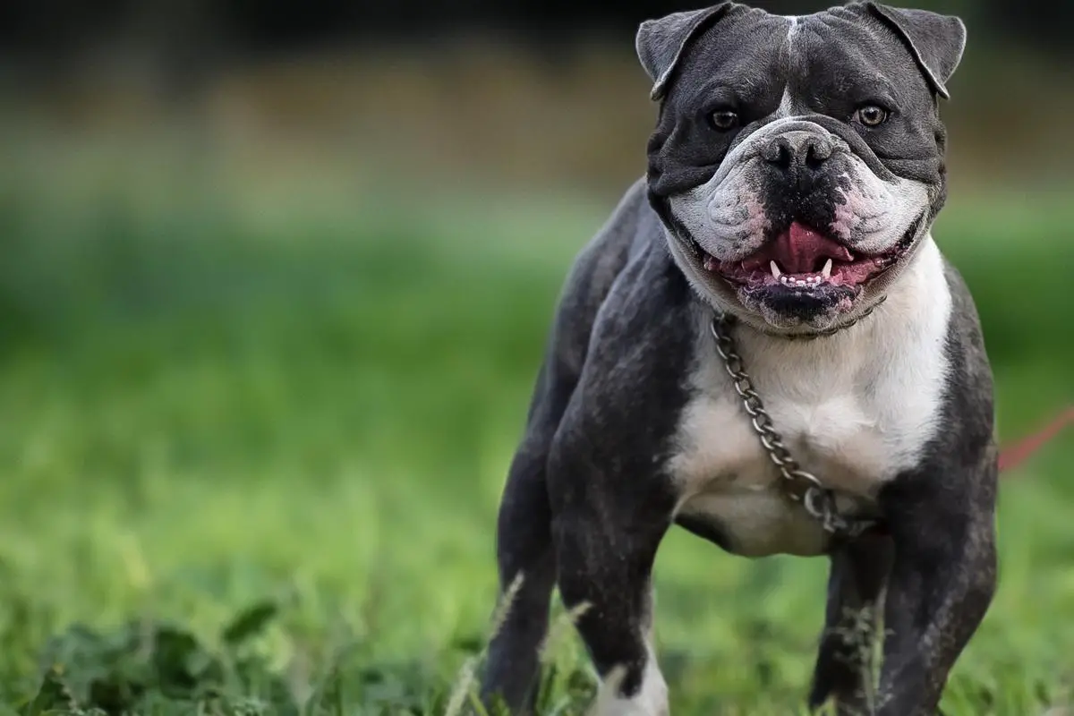 Pacific Line Bull Ranch’s “Kash”