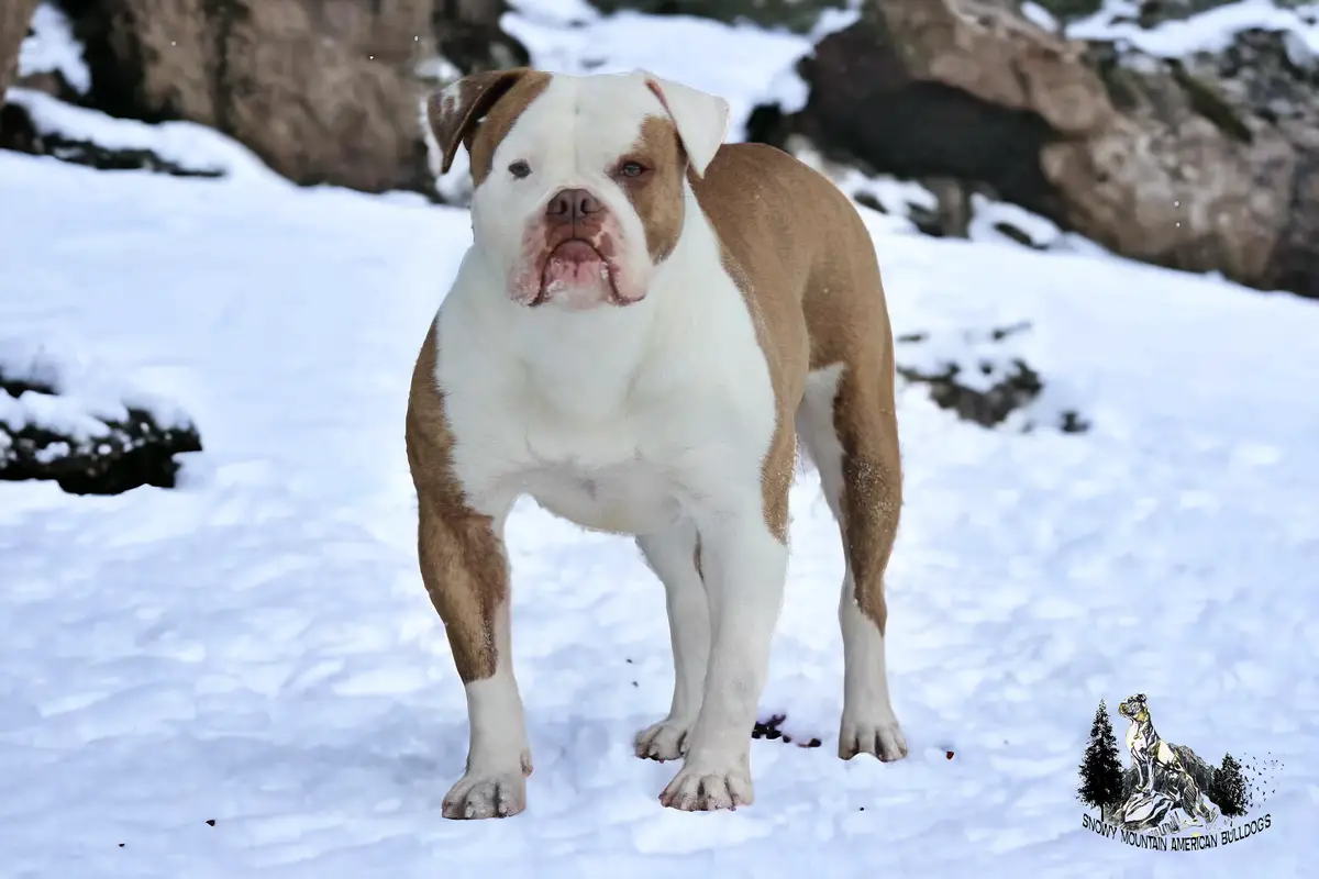 Blackwell's Cherry Sue @ Snowy Mountain Bulldogs