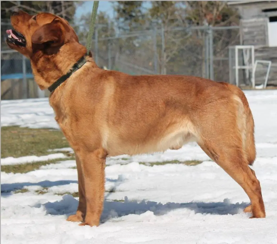 Keepsake's red baron of Gander Acres
