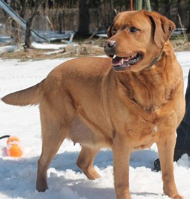 Jurgerson's Wynonna of Gander Acres