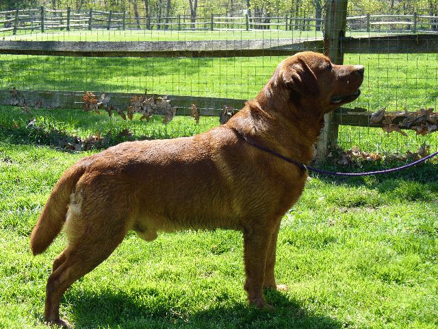 Borador's Moose