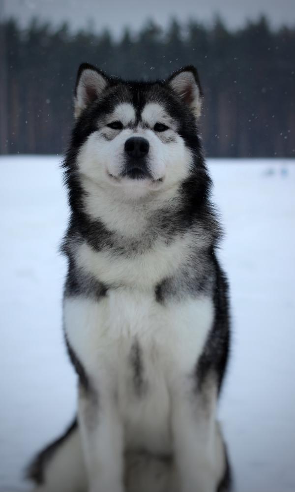 Rushmore Ans Enearian Malamute Sanctuary
