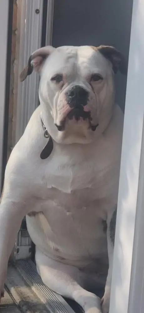 Newcastle bullies sookie