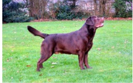 brooks vally`s romeo