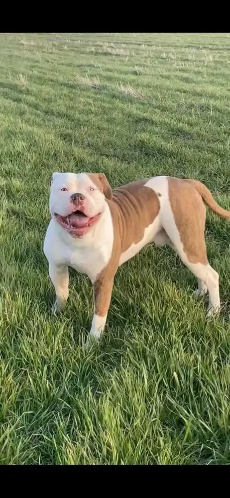 Newcastle bullies Kylo the bronze bomber