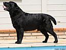 Danfer Lab's Duev