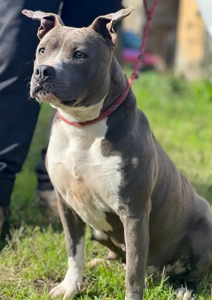 Silver amstaff cheap