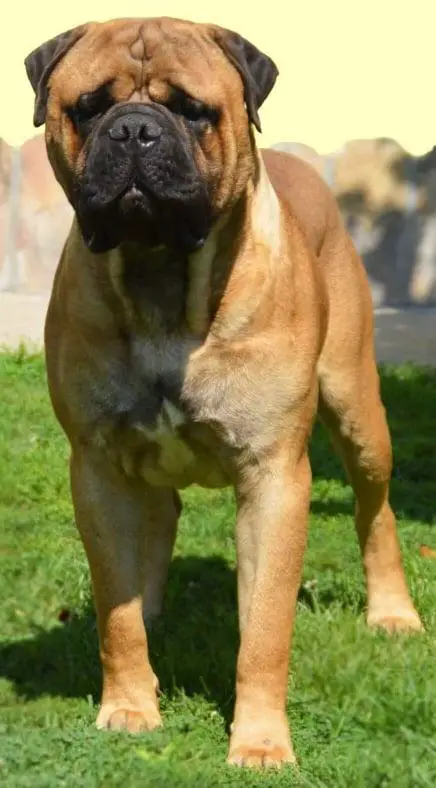 King Kong Emanuilbull