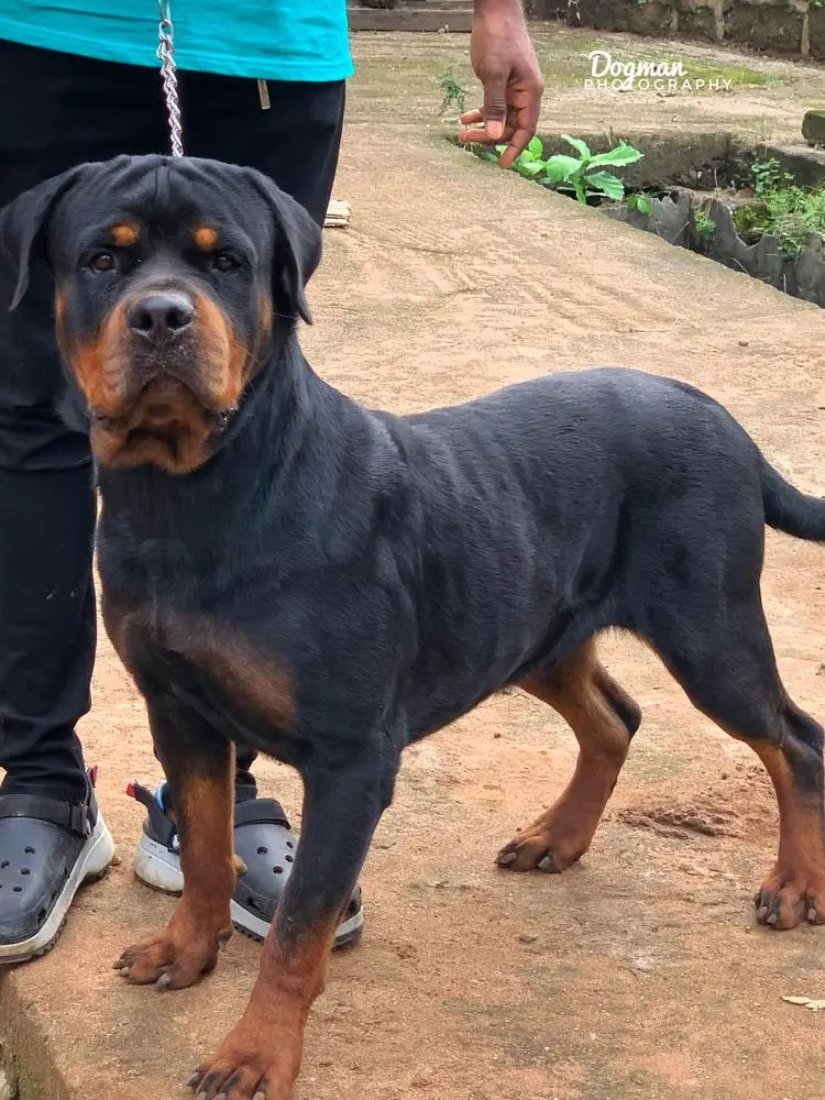 Tyson
