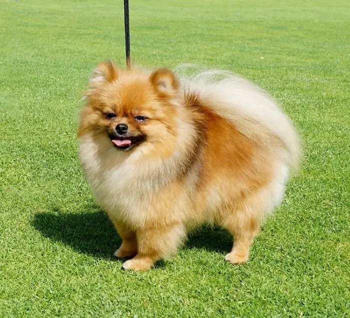 Pomtastic Golden Girl
