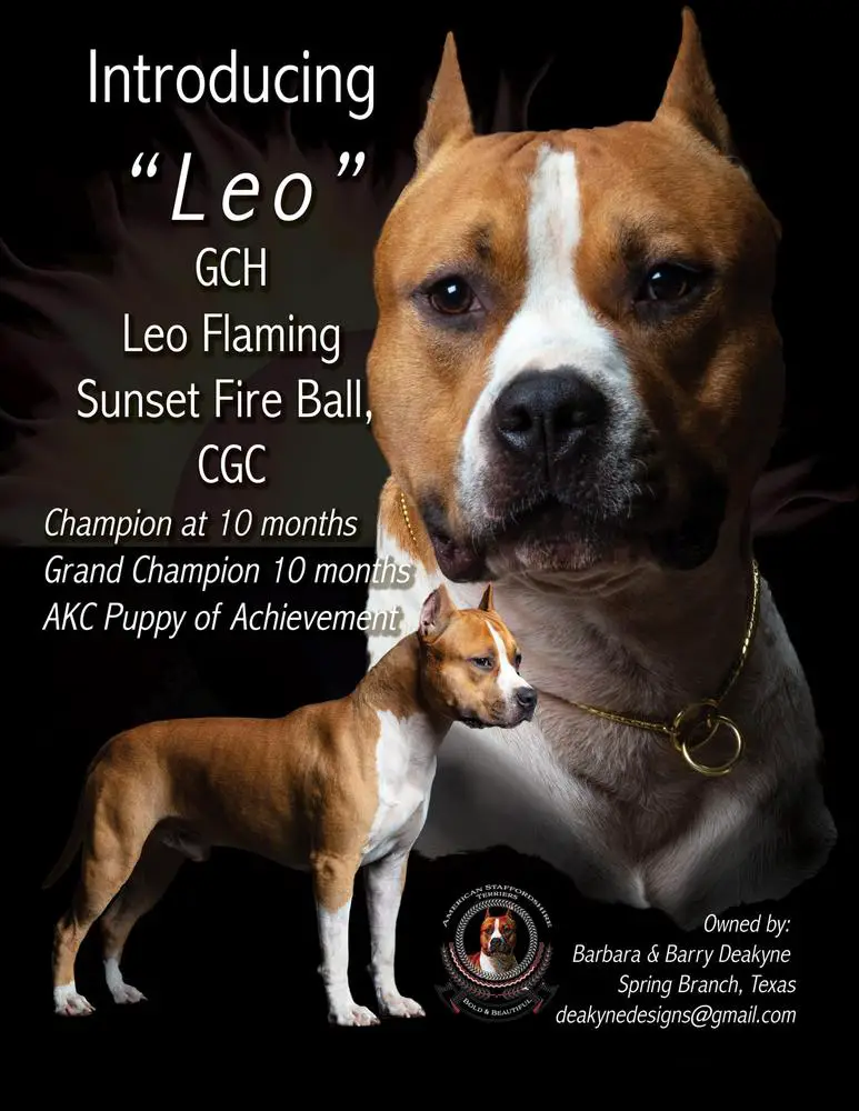 LEO FLAMING SUNSET FIRE BALL
