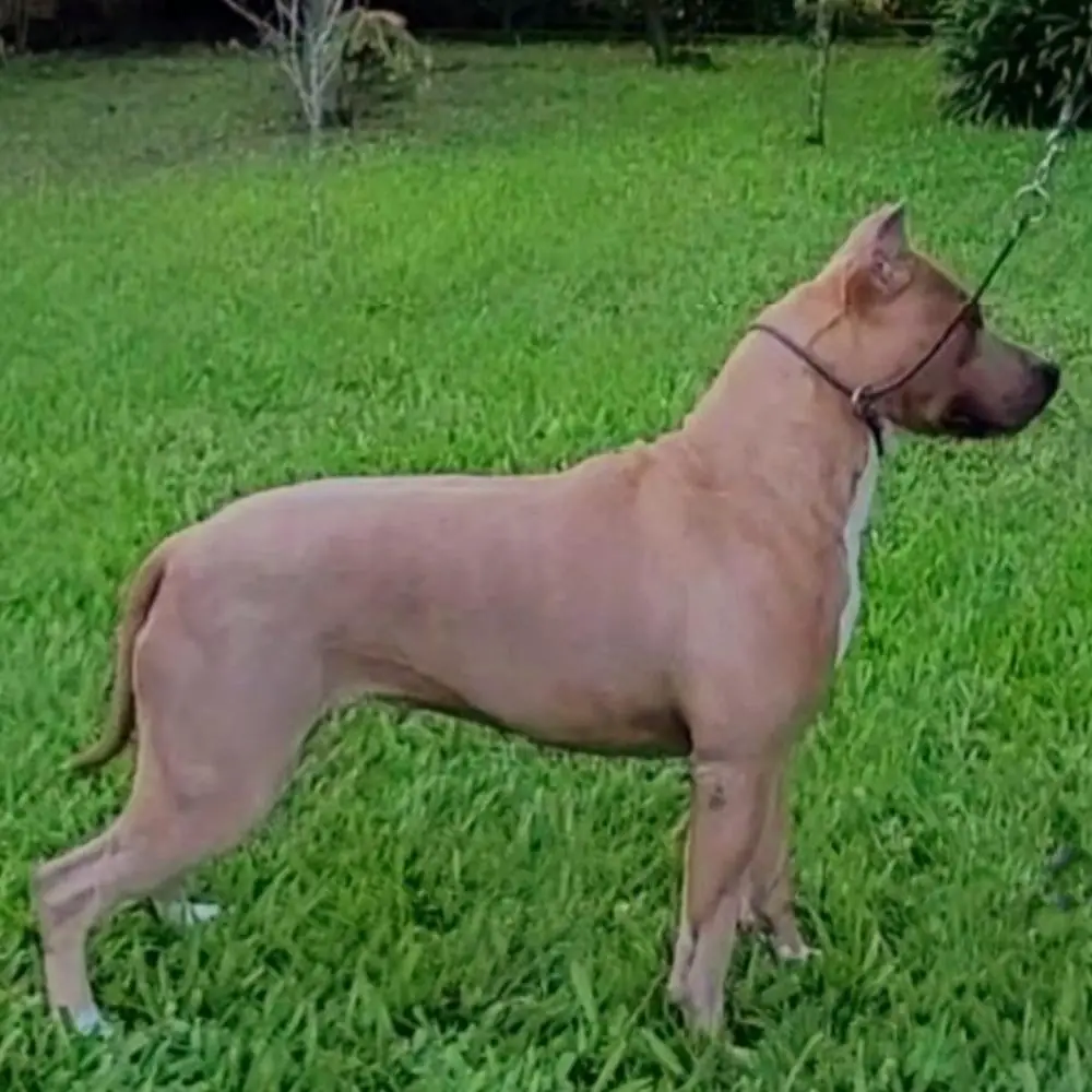 Reborn Hills Troia