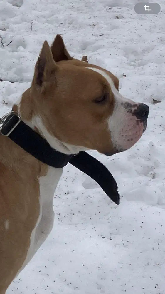 Arteon BonebreakerStaff