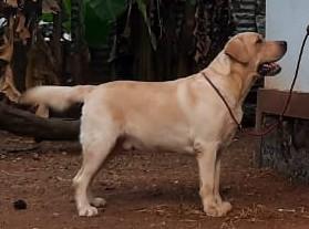 Chinar's Whity White