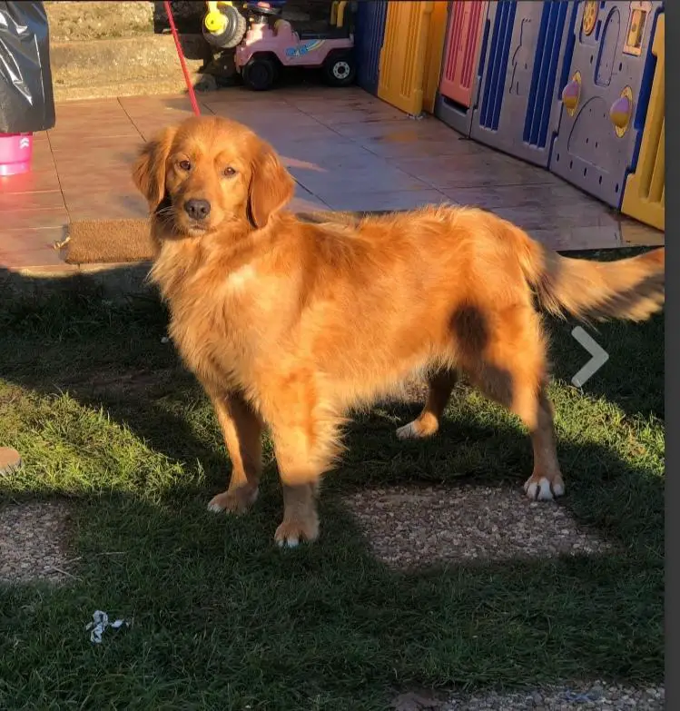 Canis Amicus Ursula