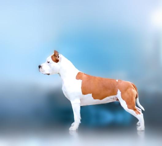KONSTANCIYA IZ TERRIER CITI