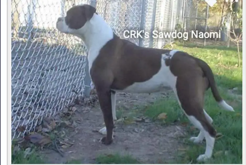 CRK Sawdog Naomi
