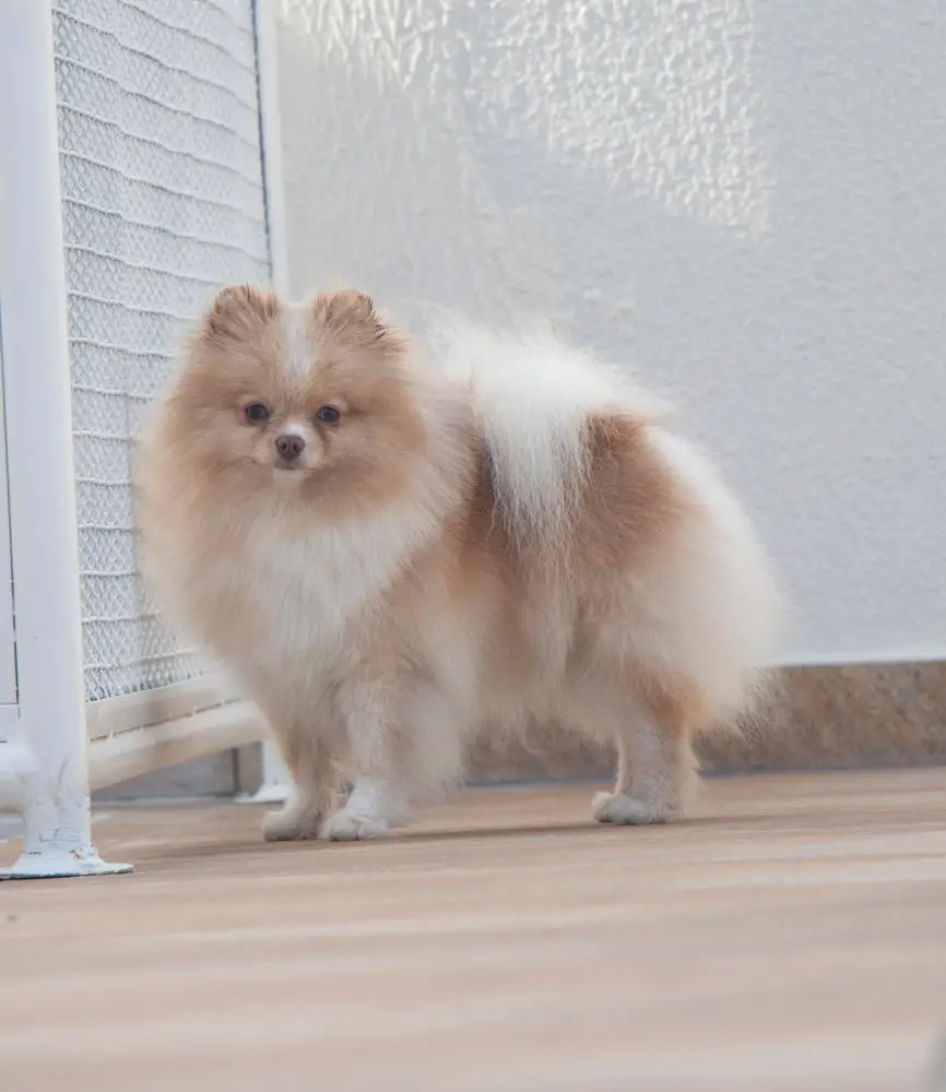 Yuki of Avallon Isle