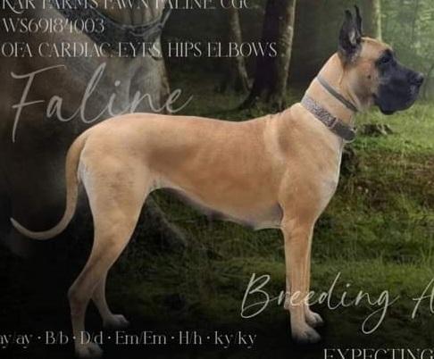 Kar Farm's Fawn Faline