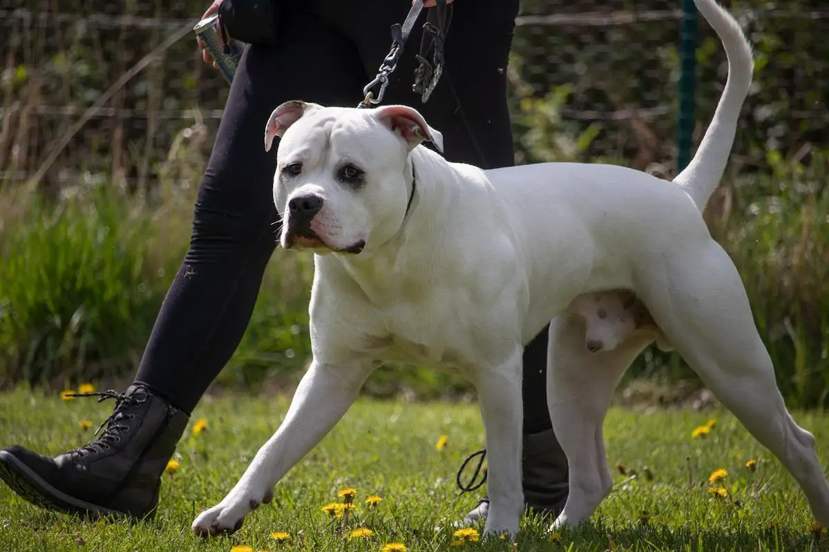 Excellent´s Canon Ball