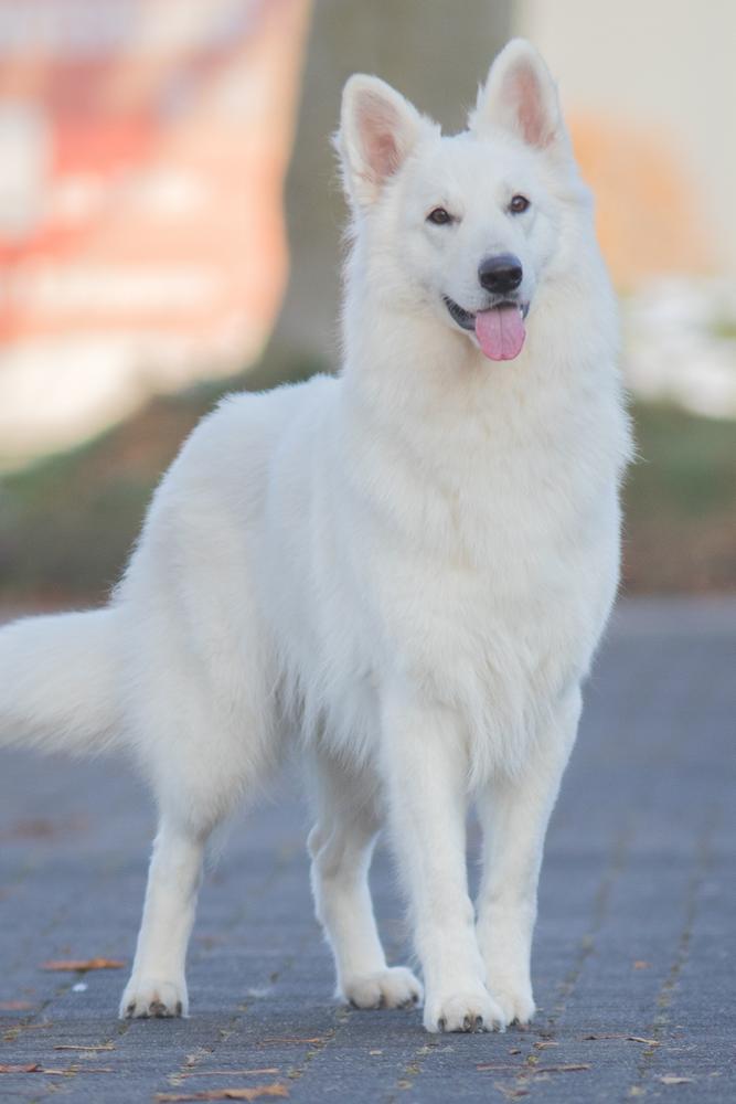 My Lightning Loona Białe Wilki Z Wilkowa