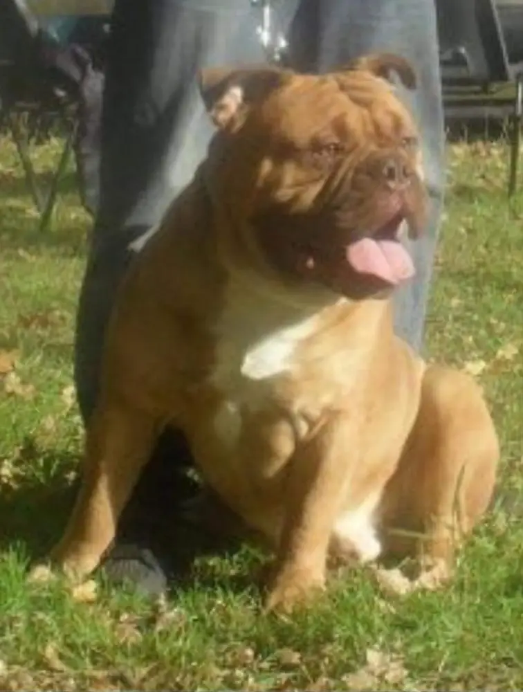 Bigbone Bully's Rocco