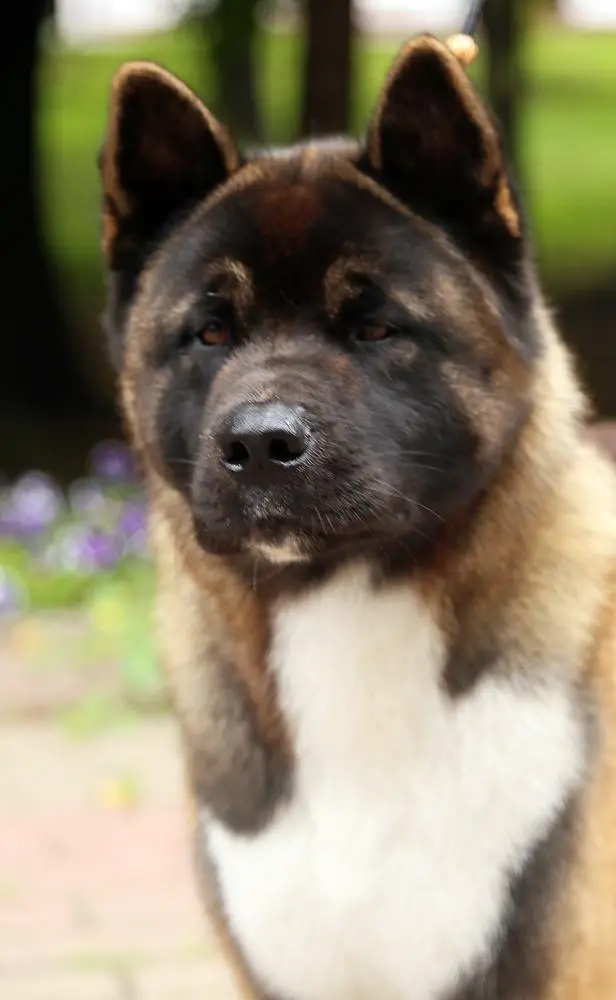 Beautiful Miracle Zena Winner
