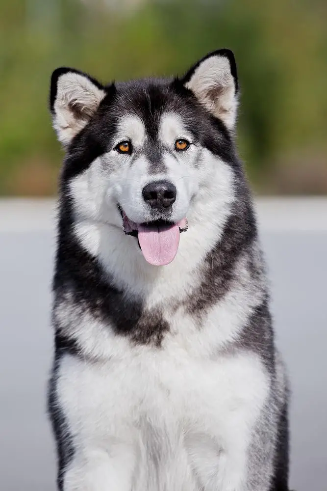 Nochnaya Furiya