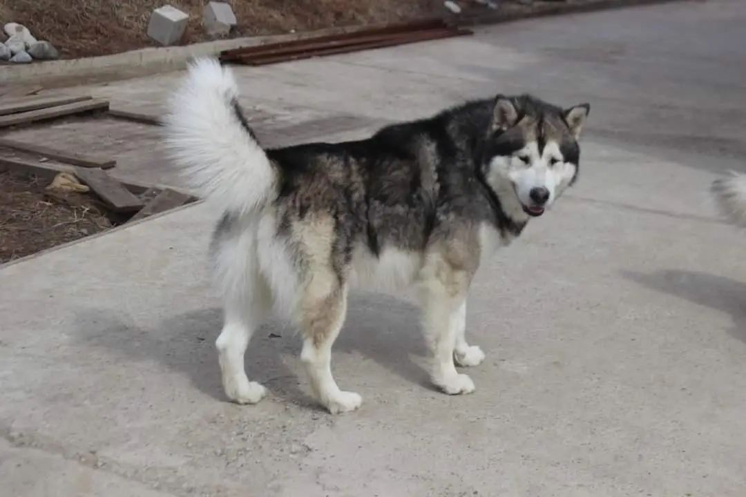 Iskander