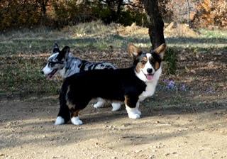 Dom Corgi Galpin Rocket