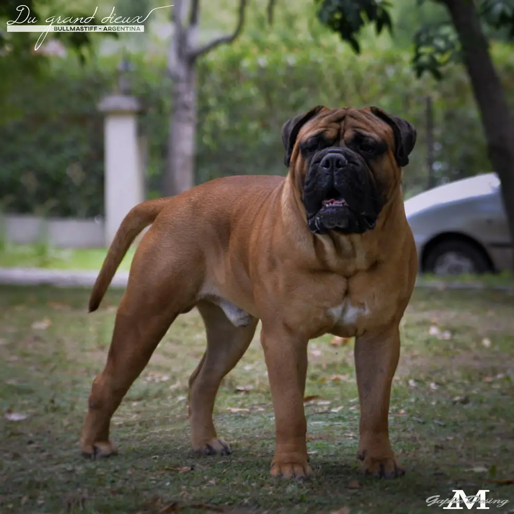 Du Grand Dieux Macorix