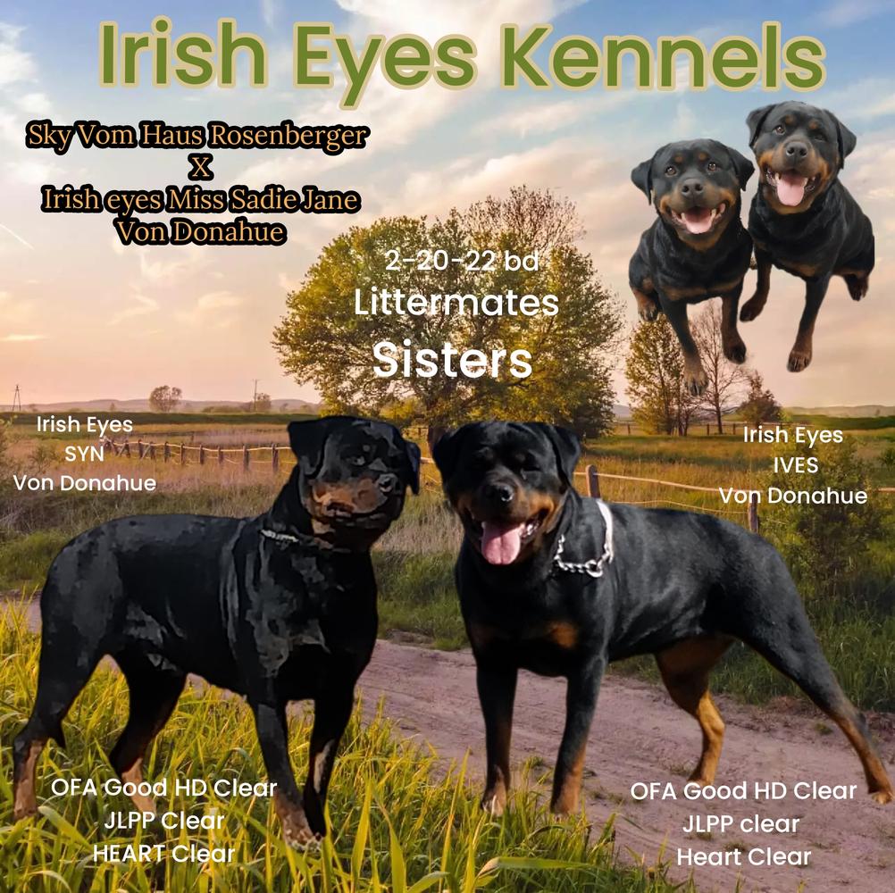 Irish Eyes Ives Von Donahue
